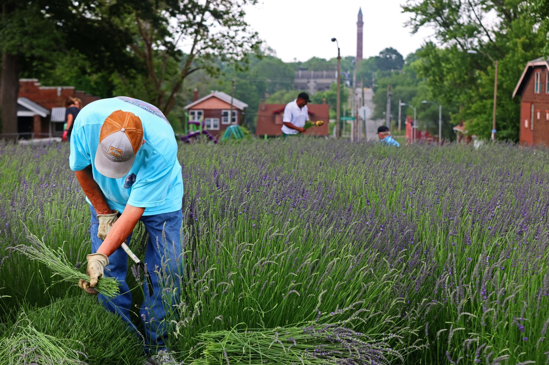 Harvest time at College Hill Lavender farm